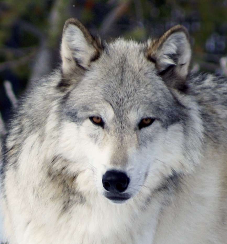 White Wof